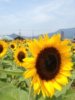 写真 2013-08-09 12 21 11.jpg